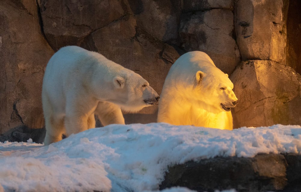 Alaska Zoo Anchorage Attractions & Things To Do